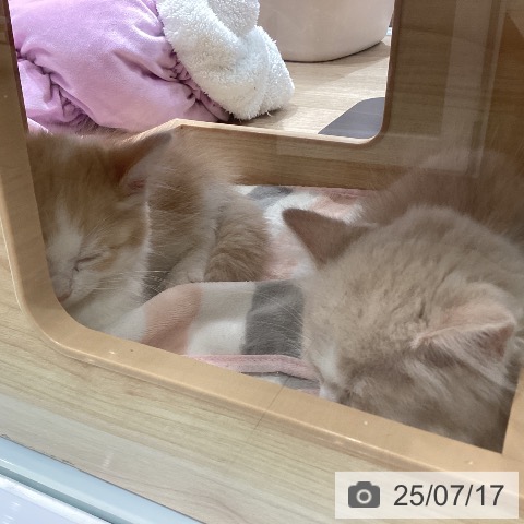 マンチカンの写真