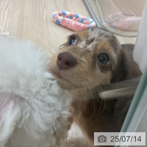 ミニチュア・ダックスフンドの写真