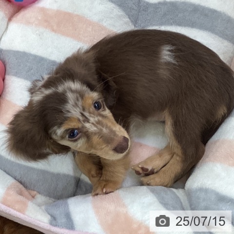 ミニチュア・ダックスフンドの写真