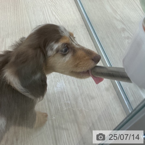ミニチュア・ダックスフンドの写真