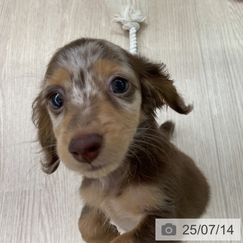 ミニチュア・ダックスフンドの写真