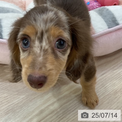 ミニチュア・ダックスフンドの写真