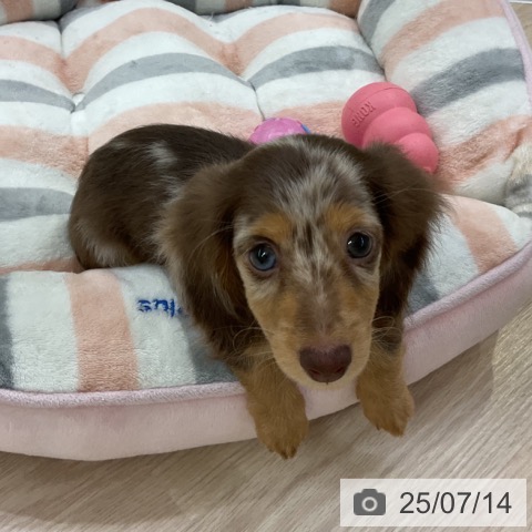 ミニチュア・ダックスフンドの写真