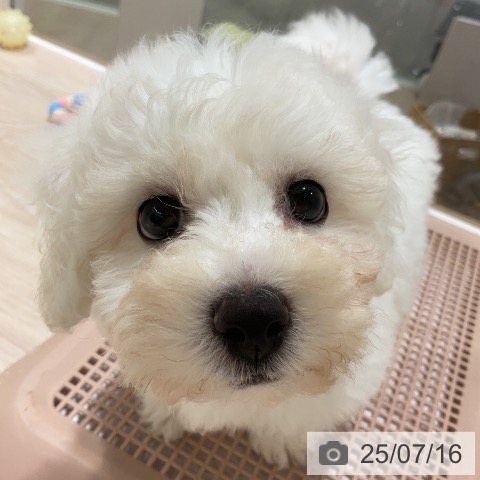 ビション・フリーゼの写真