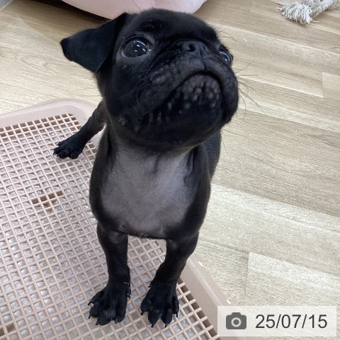 パグの写真