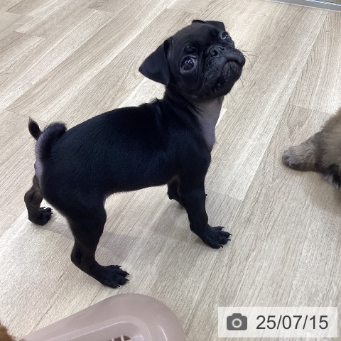 パグの写真