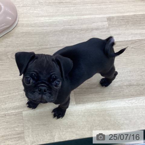 パグの写真