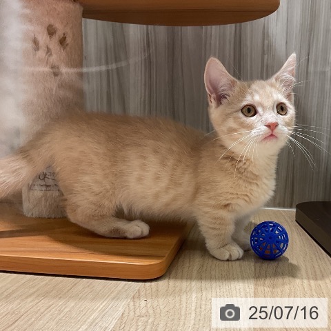 マンチカンの写真