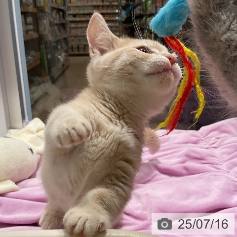 マンチカンの写真