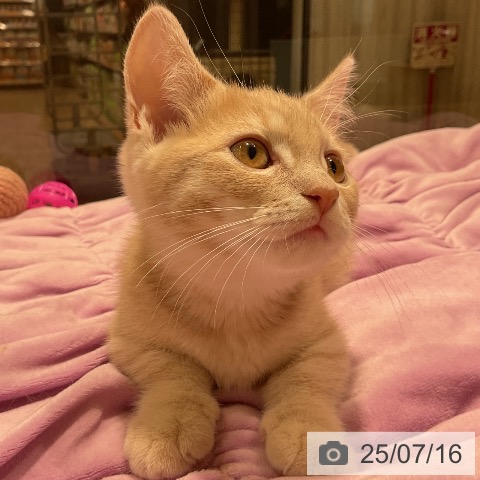 マンチカンの写真