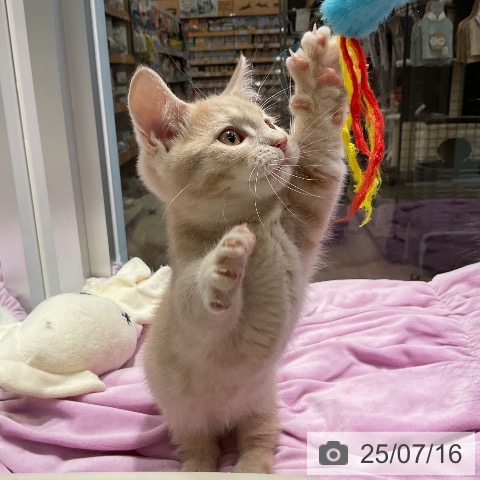 マンチカンの写真