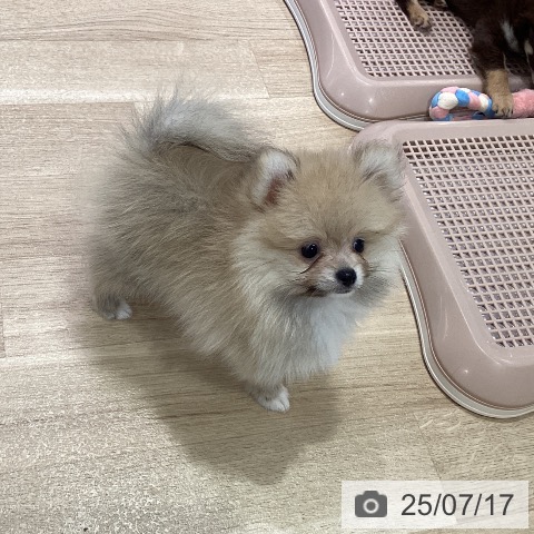 ポメラニアンの写真