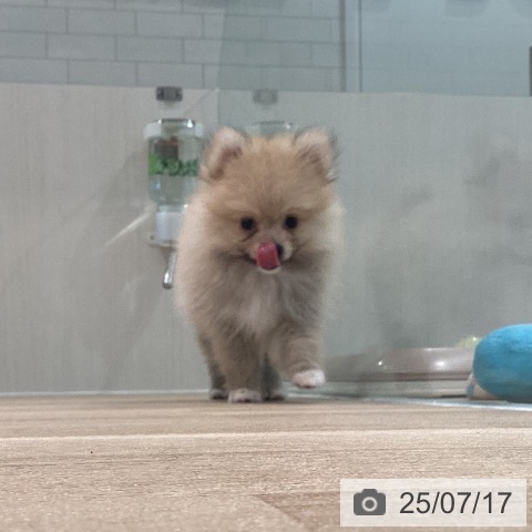 ポメラニアンの写真