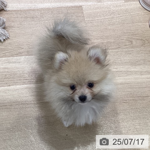ポメラニアンの写真