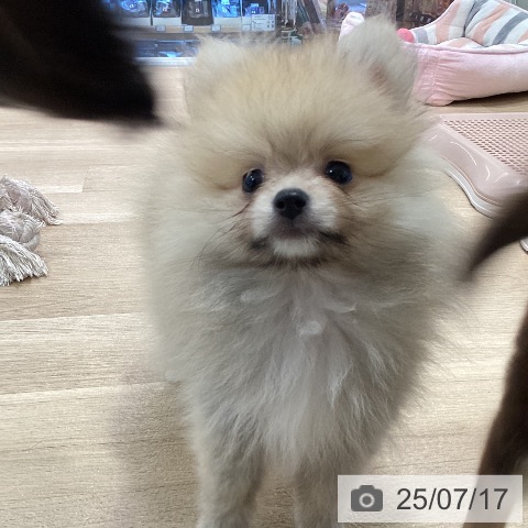 ポメラニアンの写真