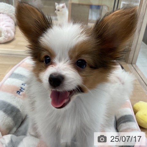 パピヨンの写真