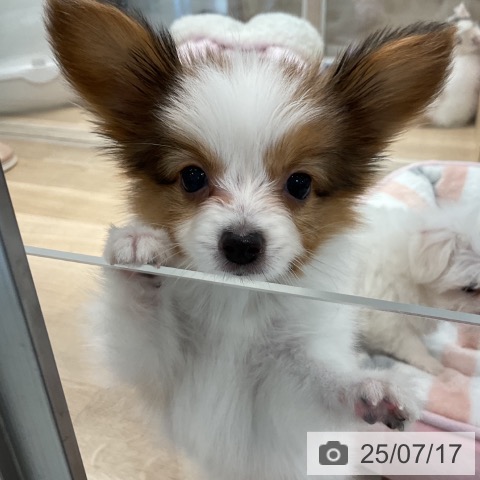 パピヨンの写真