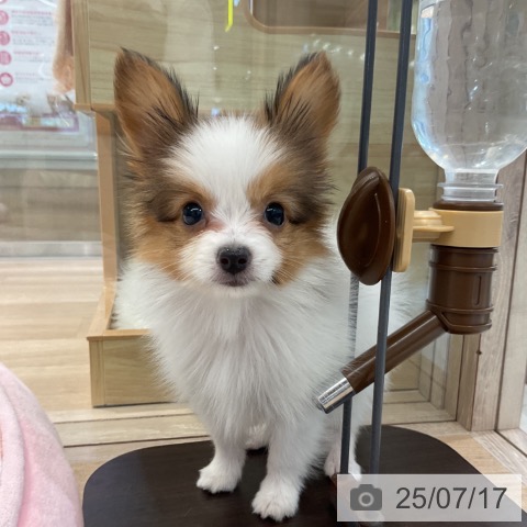 パピヨンの写真