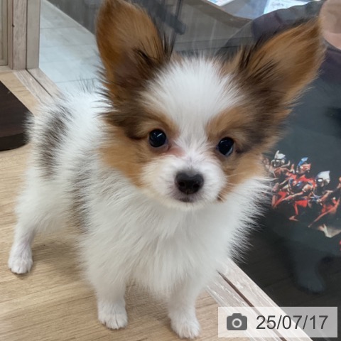 パピヨンの写真