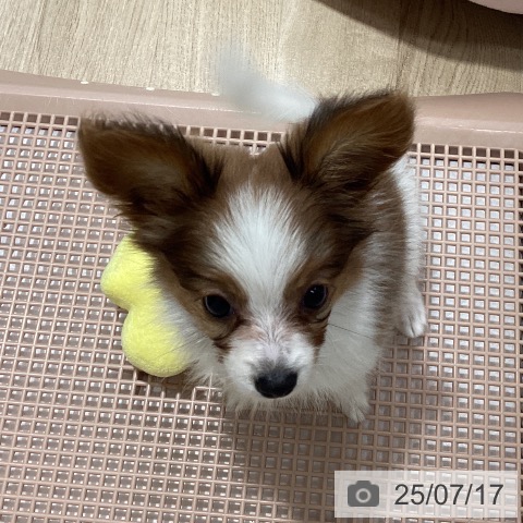 パピヨンの写真