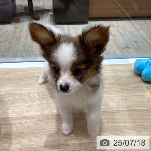 パピヨンの写真