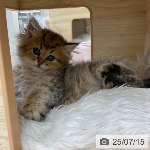 ペルシャの写真