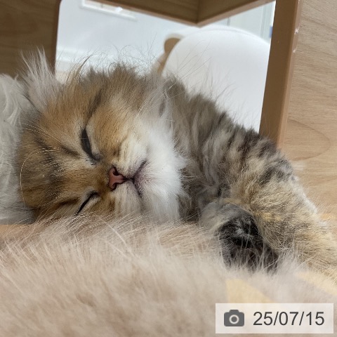 ペルシャの写真