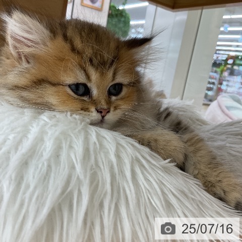 ペルシャの写真