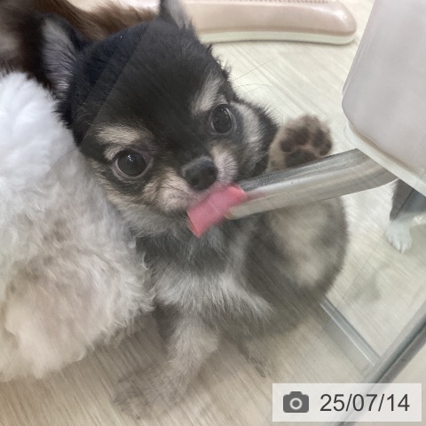 チワワの写真