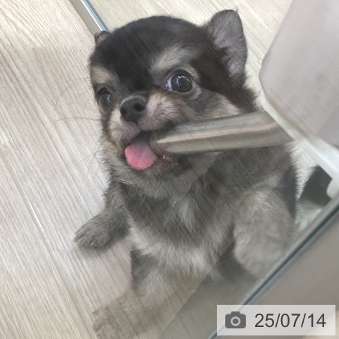 チワワの写真