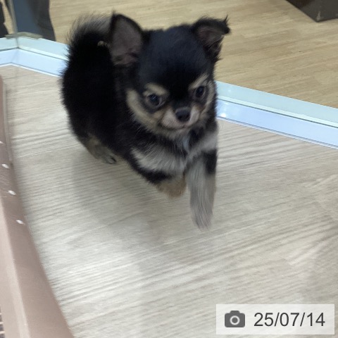 チワワの写真