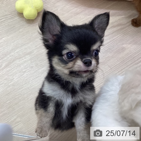 チワワの写真