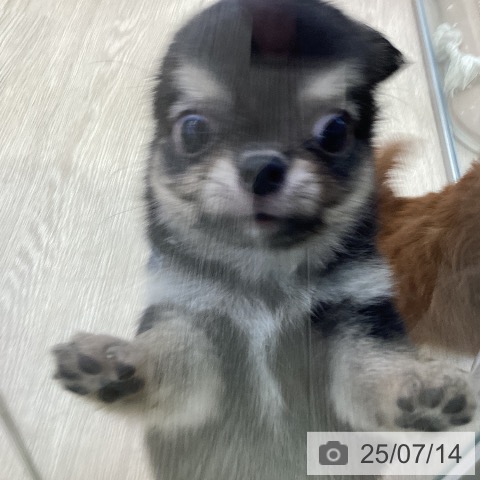 チワワの写真