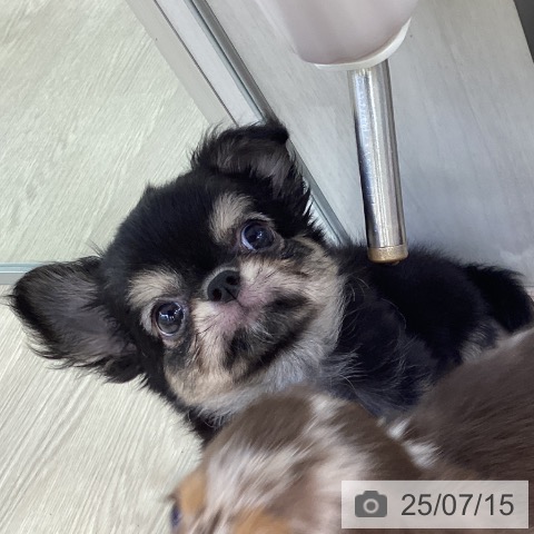 チワワの写真