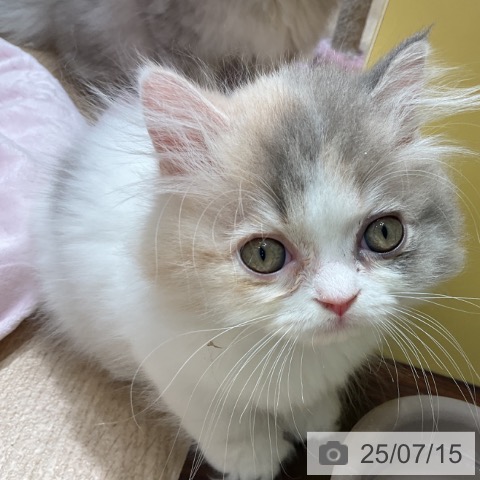 マンチカンの写真