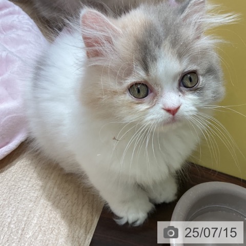 マンチカンの写真