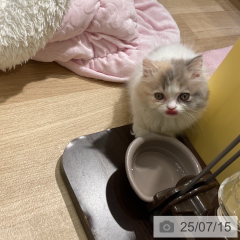 マンチカンの写真