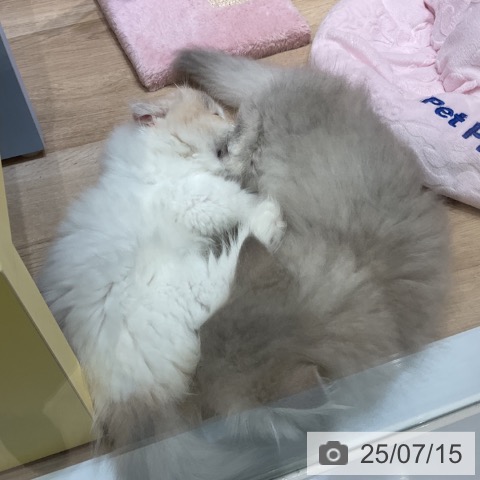 マンチカンの写真