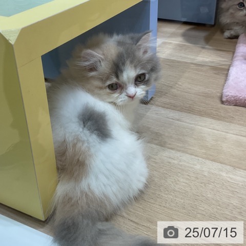 マンチカンの写真