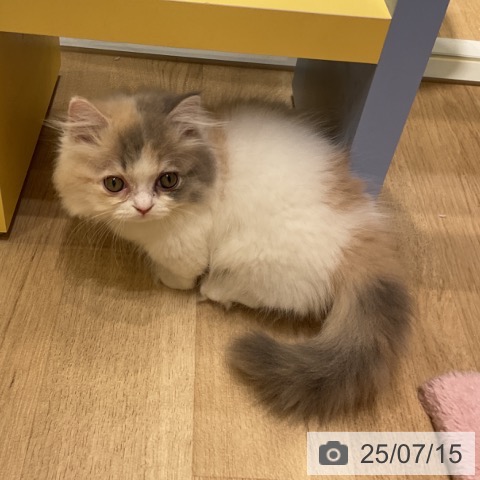 マンチカンの写真