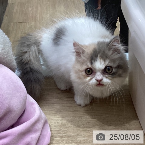 マンチカンの写真