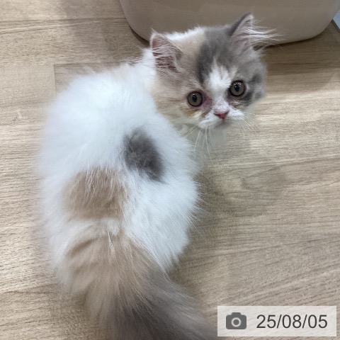 マンチカンの写真