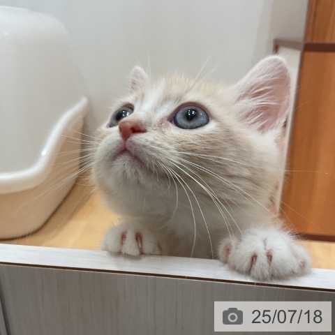マンチカンの写真