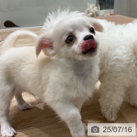 チワワの写真