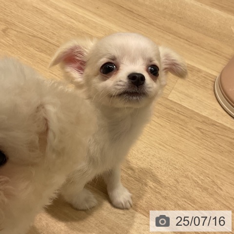 チワワの写真