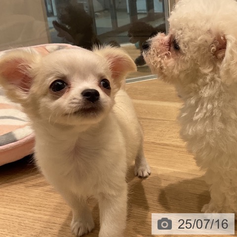 チワワの写真