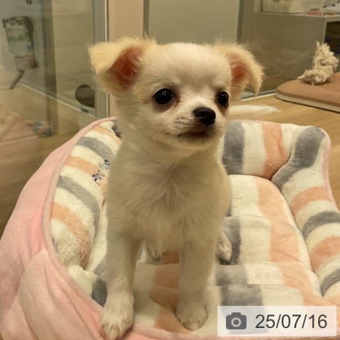 チワワの写真