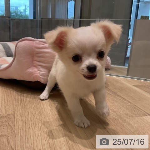 チワワの写真