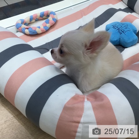 チワワの写真