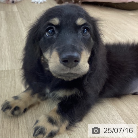 ミニチュア・ダックスフンドの写真